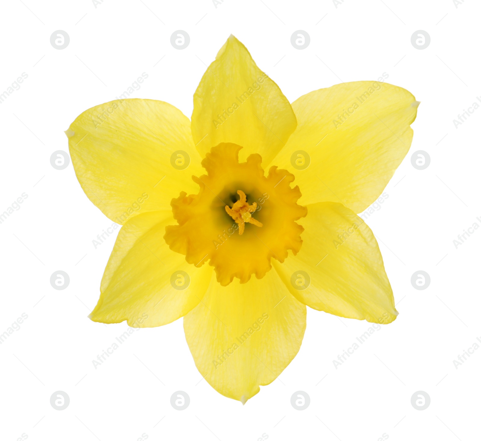 Photo of Beautiful blooming yellow daffodil isolated on white