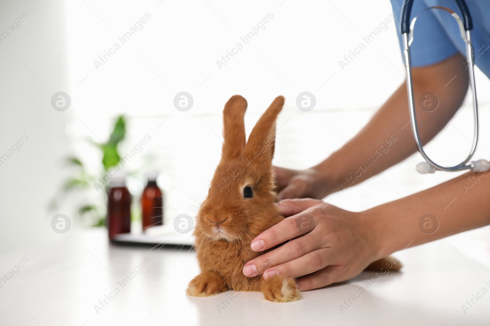 Photo of Professional veterinarian examining bunny in clinic, closeup