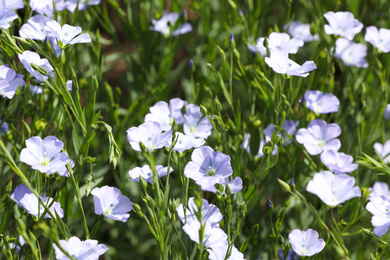 Photo of Closeup view of beautiful blooming flax field