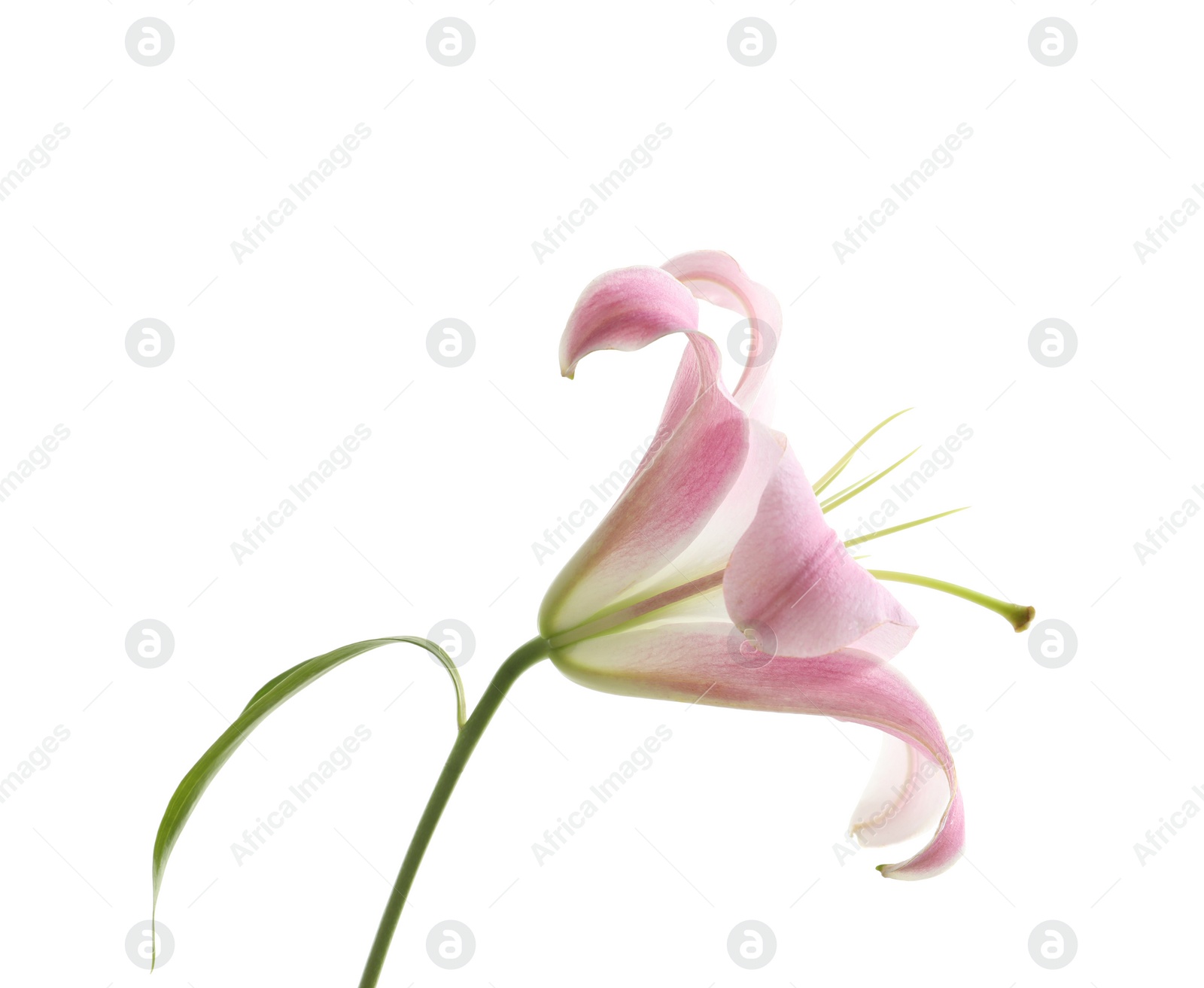 Photo of Beautiful blooming lily flower on white background