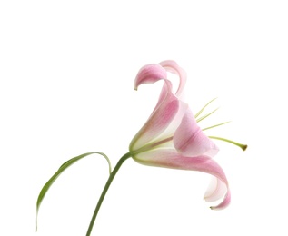 Photo of Beautiful blooming lily flower on white background