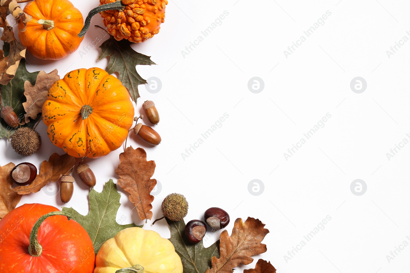 Photo of Happy Thanksgiving day. Flat lay composition with pumpkins on white background, space for text