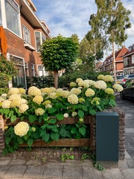 Photo of Beautiful hortensia plants with colorful flowers growing near house on city street