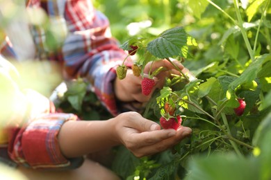 Photo of Woman picking ripe raspberries from bush outdoors, closeup