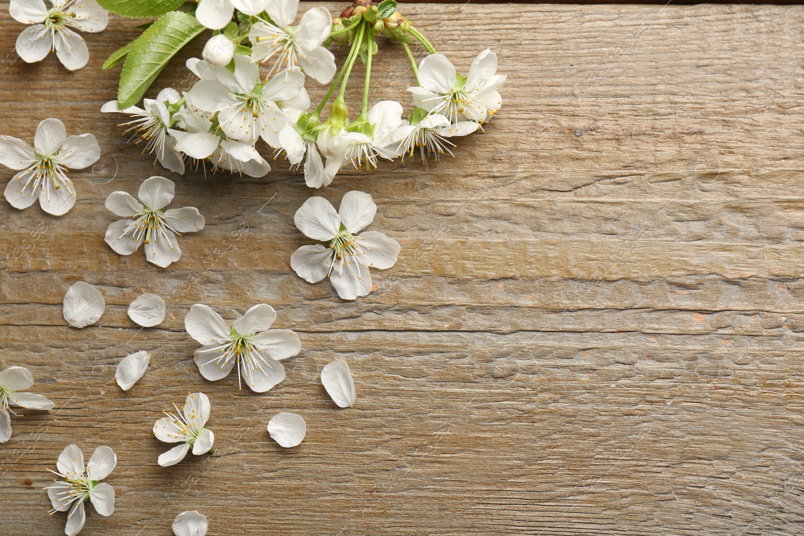 Photo of Spring blossoms, petals and leaves on wooden table, flat lay. Space for text