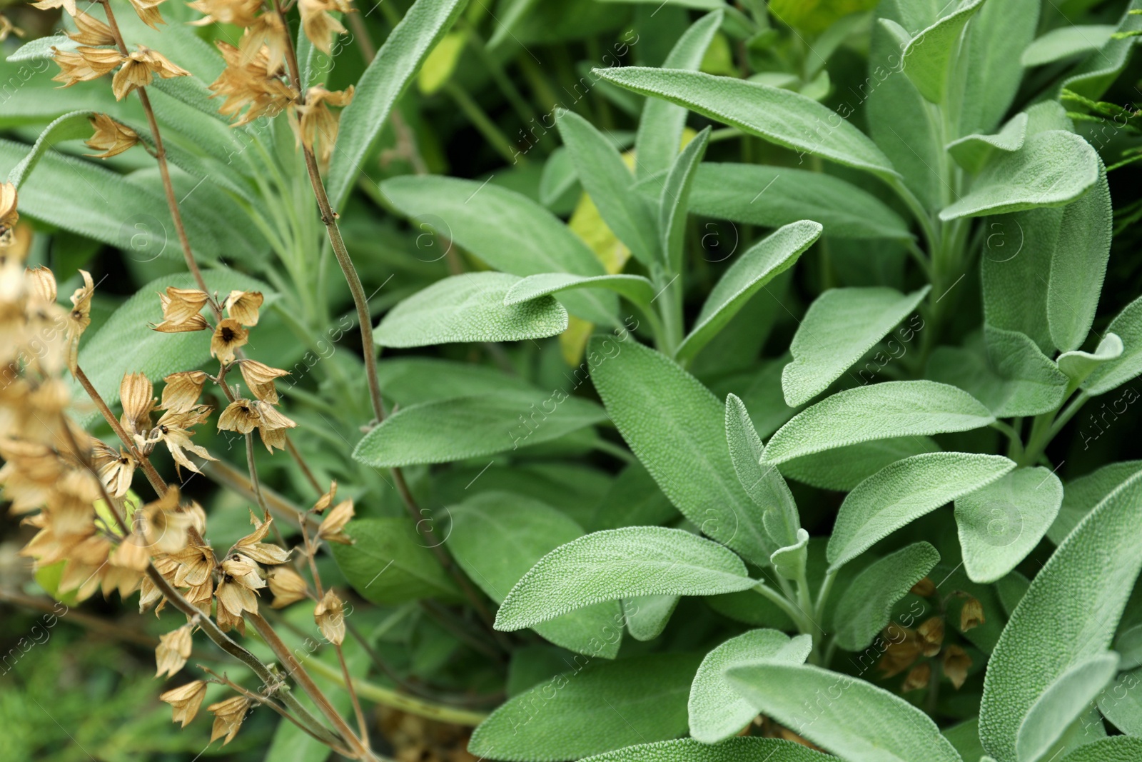 Photo of Beautiful sage with green leaves growing outdoors