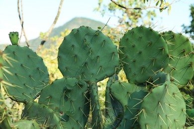 Photo of Beautiful Opuntia cactus growing near mountain, closeup