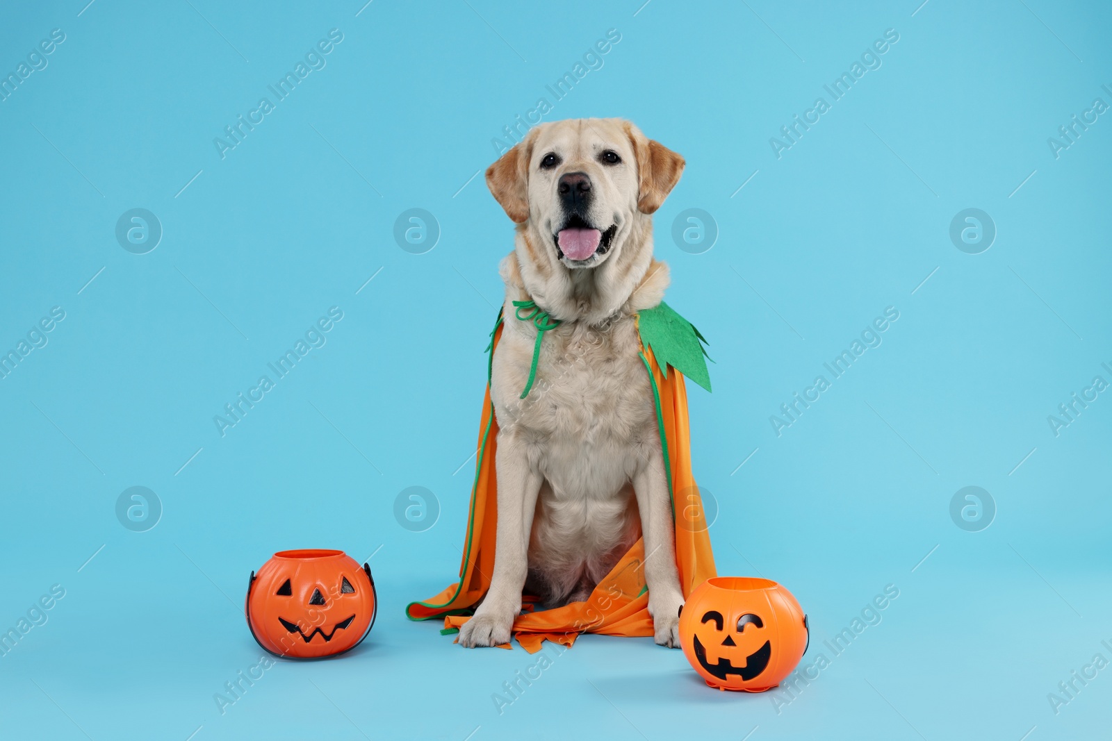 Photo of Cute Labrador Retriever dog in Halloween costume with trick or treat buckets on light blue background