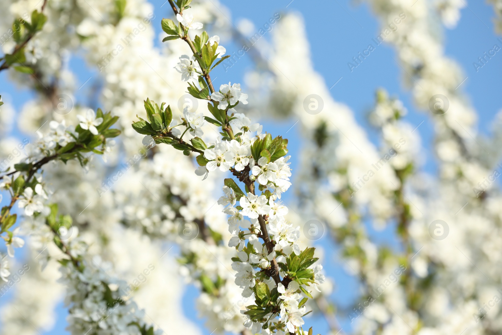 Photo of Branches of blossoming cherry plum tree against blue sky, closeup