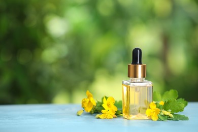 Bottle of natural celandine oil near flowers on light blue wooden table outdoors, space for text