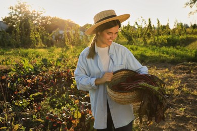Woman harvesting fresh ripe beets on farm