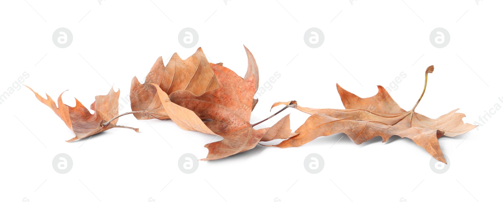 Photo of Dry leaves on white background. Autumn season
