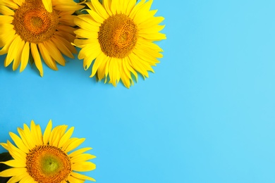 Photo of Beautiful bright sunflowers on light blue background, flat lay. Space for text