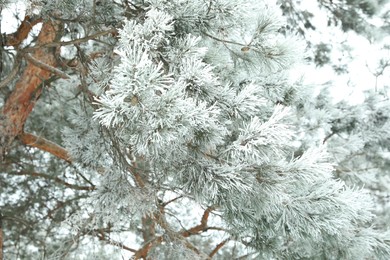 Photo of Frosty coniferous tree branches outdoors. Winter season