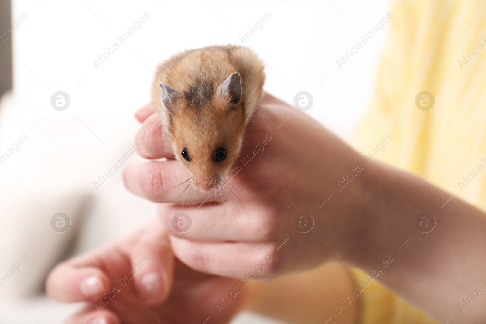 Photo of Woman holding cute little hamster indoors, closeup