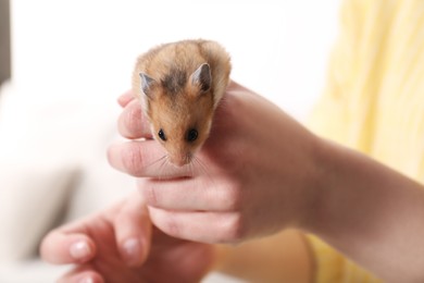 Woman holding cute little hamster indoors, closeup