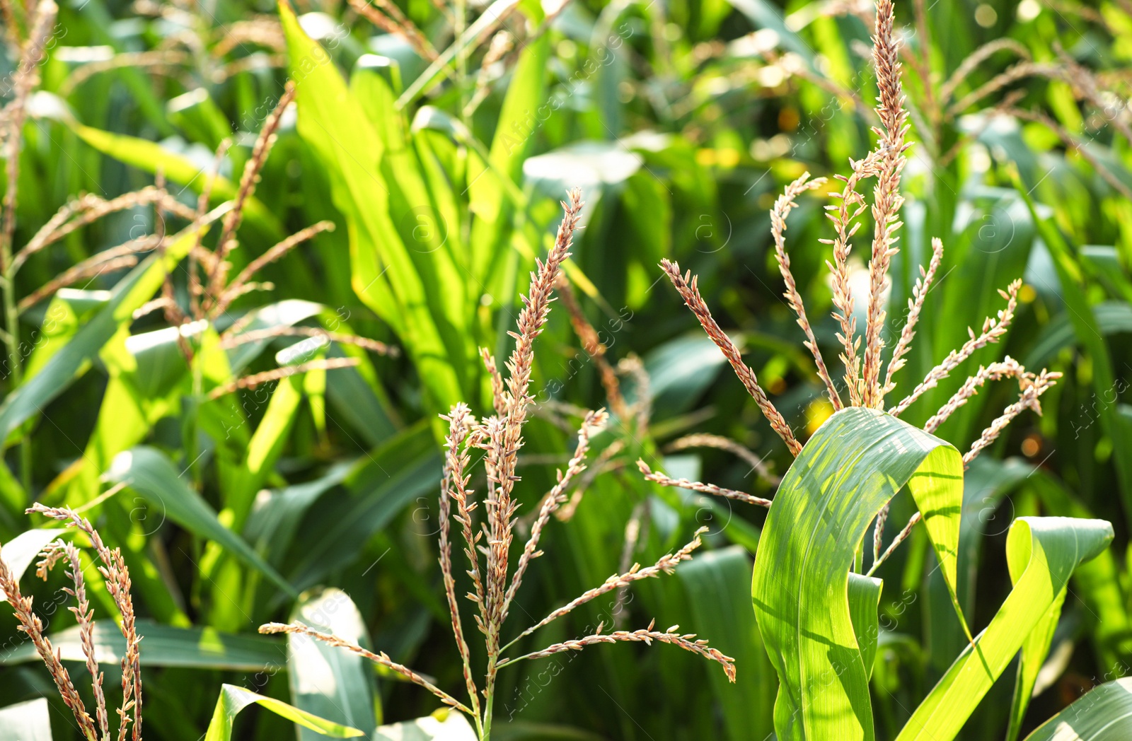 Photo of Beautiful view of corn field on sunny day