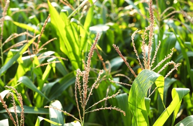 Beautiful view of corn field on sunny day