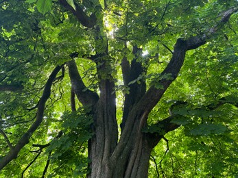 Photo of Beautiful chestnut tree with lush green leaves growing outdoors