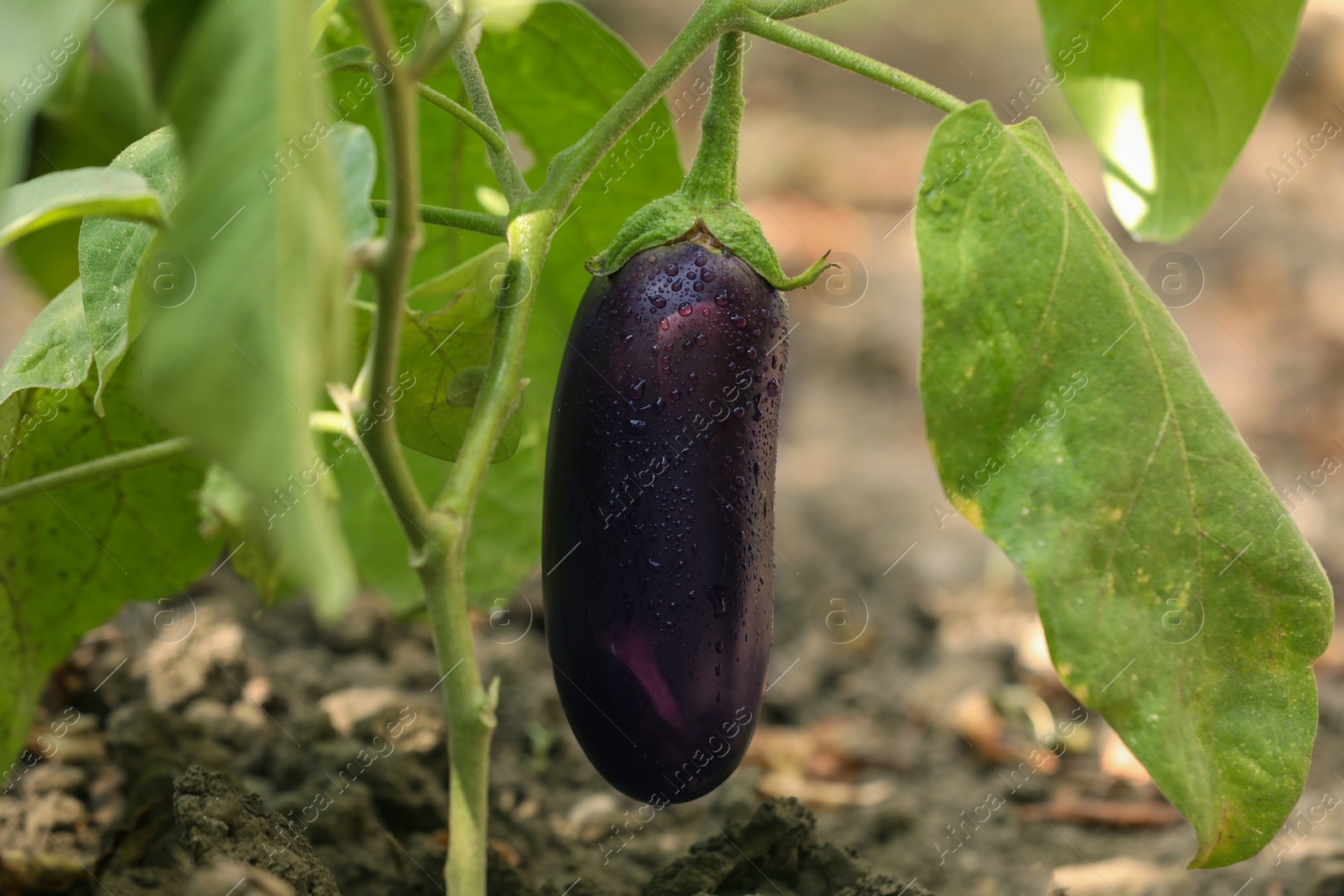 Photo of One ripe eggplant with water drops growing on stem outdoors