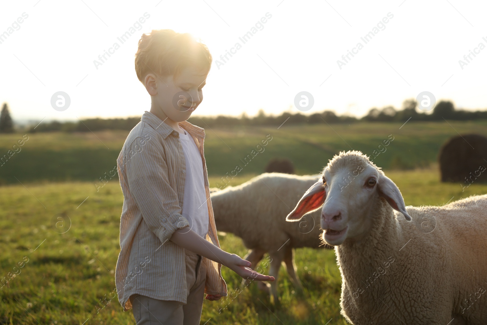 Photo of Boy feeding sheep on green pasture. Farm animals