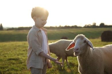 Boy feeding sheep on green pasture. Farm animals