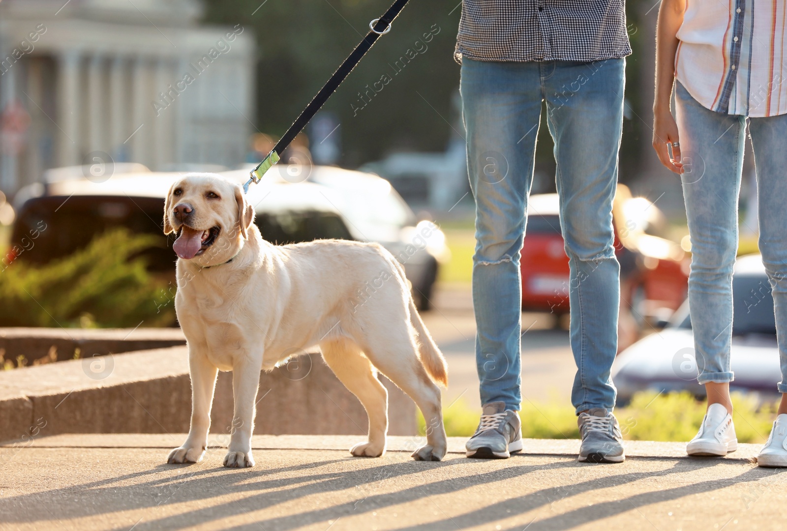 Photo of Owners walking their yellow labrador retriever outdoors