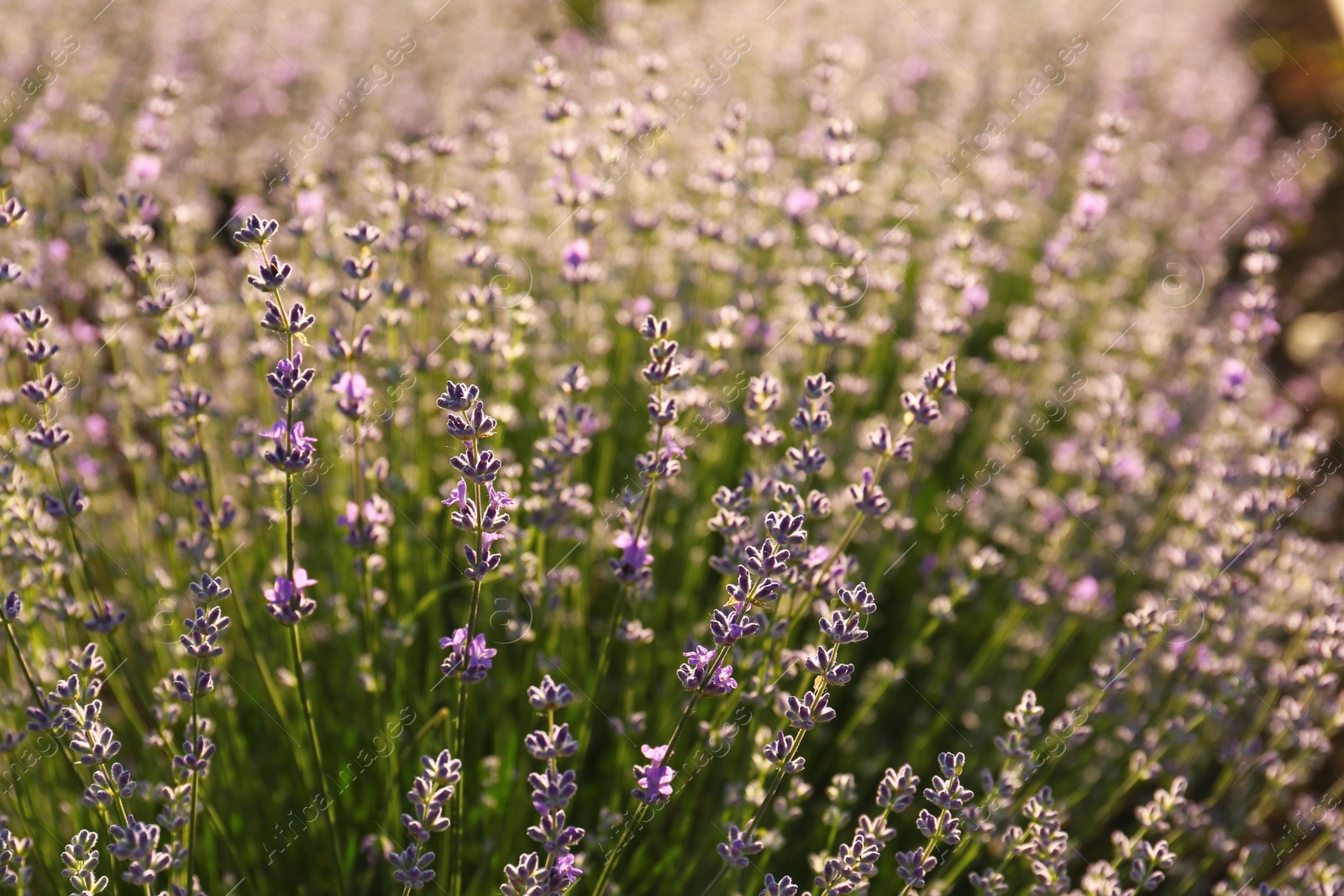 Photo of Beautiful lavender flowers growing in field, closeup