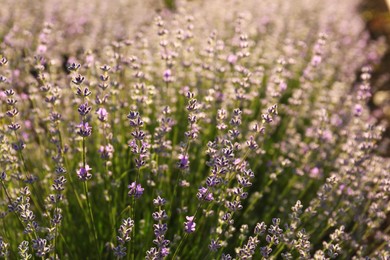 Photo of Beautiful lavender flowers growing in field, closeup