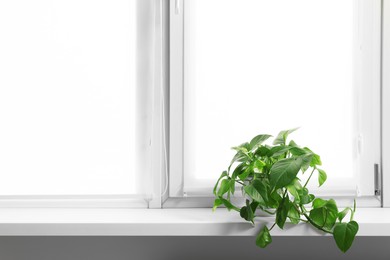 Window with blinds and potted Epipremnum plant on sill indoors