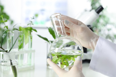 Photo of Lab assistant holding flask with leaves on blurred background, closeup. Plant chemistry