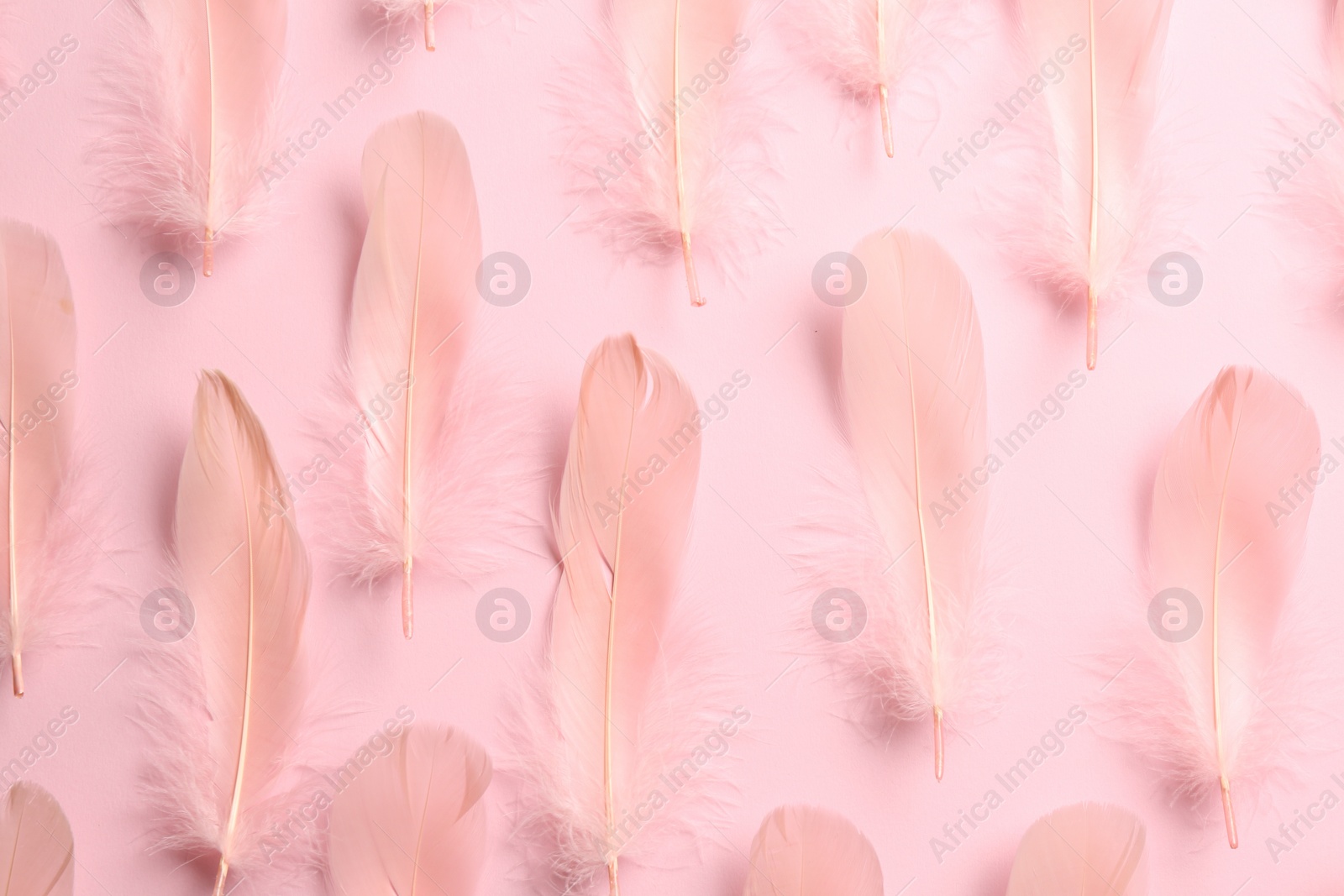 Photo of Beautiful feathers on light pink background, flat lay