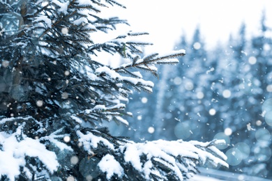 Snowflakes falling in coniferous forest on winter day, closeup view. Bokeh effect