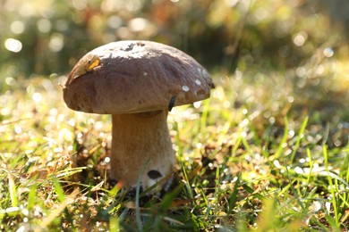 Photo of Fresh wild mushroom growing outdoors, closeup. Space for text