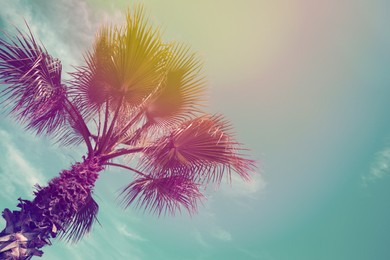 Beautiful palm tree outdoors on sunny summer day, low angle view. Stylized color toning