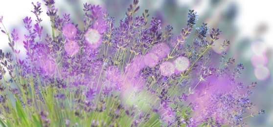 Image of Beautiful lavender flowers outdoors, bokeh effect. Banner design 