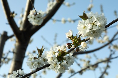 Beautiful cherry tree branch with tiny tender blossoms against blue sky, closeup