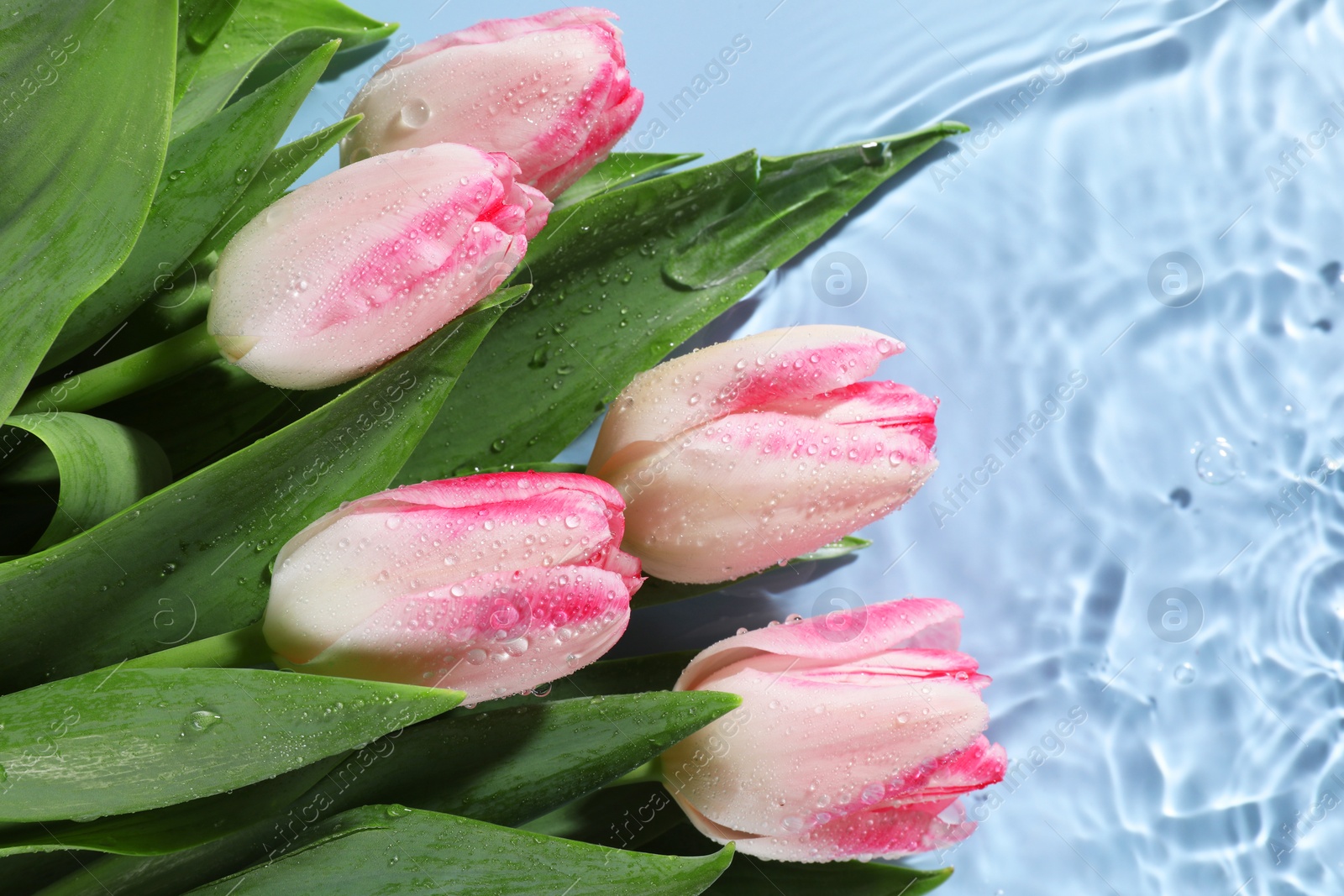 Photo of Beautiful tulips in water on light blue background, top view. Space for text