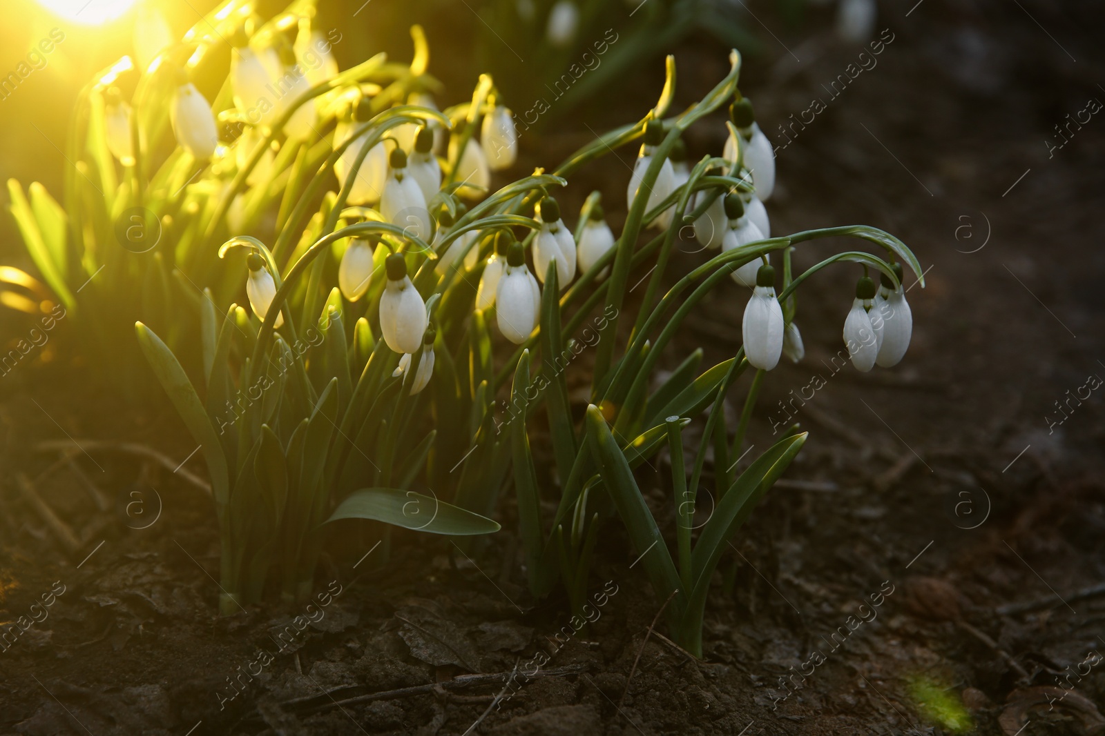 Photo of Fresh blooming snowdrops growing outdoors. Spring flowers