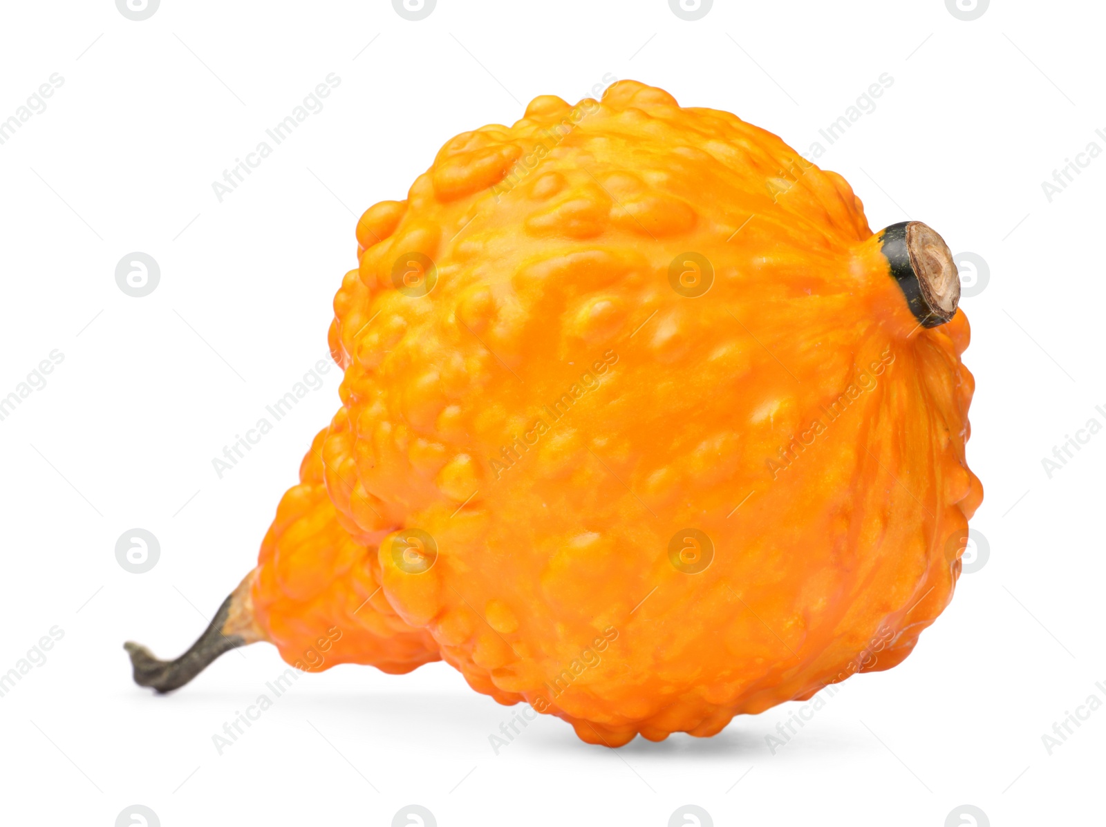 Photo of One fresh orange pumpkin isolated on white