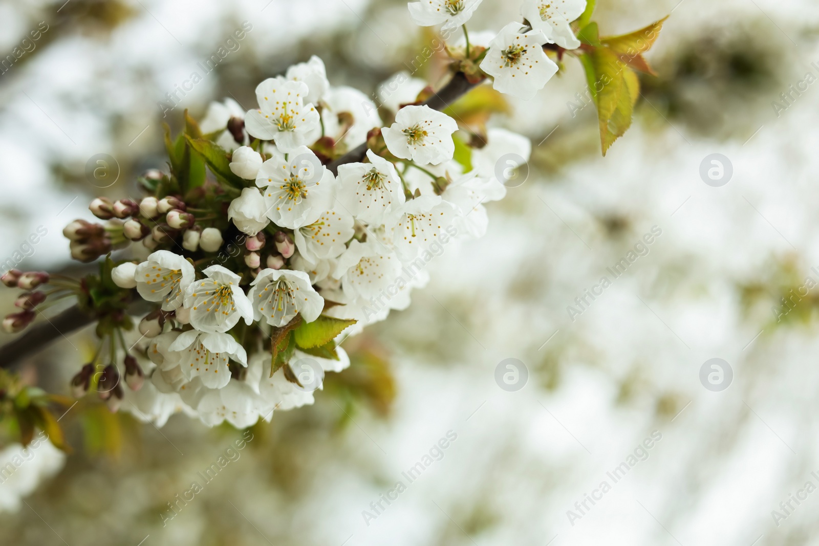 Photo of Blossoming cherry tree outdoors on spring day, closeup. Space for text