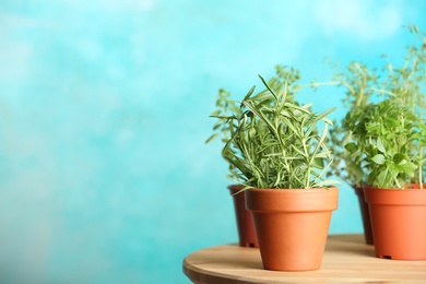 Photo of Pots with fresh rosemary on table against color background