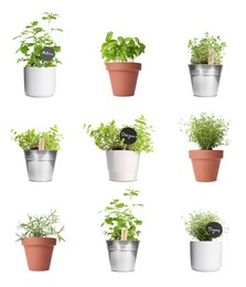 Collage with different herbs growing in pots isolated on white. Thyme, oregano, lemon balm, basil and rosemary