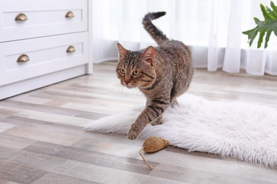 Adorable striped cat on fuzzy white rug indoors