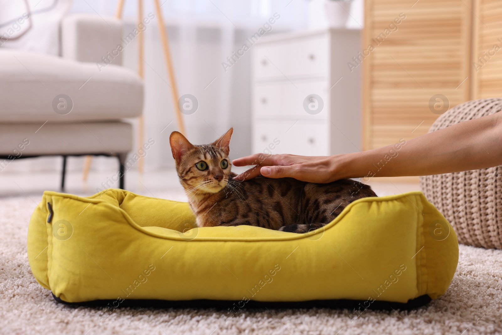 Photo of Woman petting cute Bengal cat on pet bed at home, closeup
