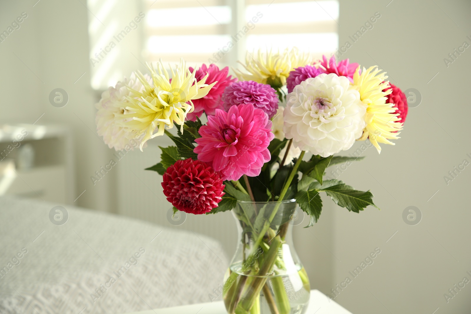 Photo of Bouquet of beautiful Dahlia flowers in vase at home