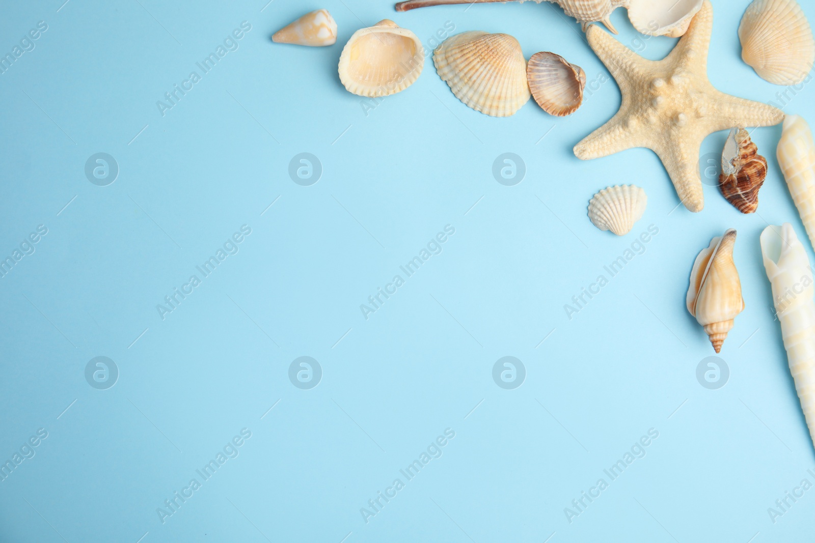 Photo of Different beautiful sea shells on light blue background, flat lay. Space for text