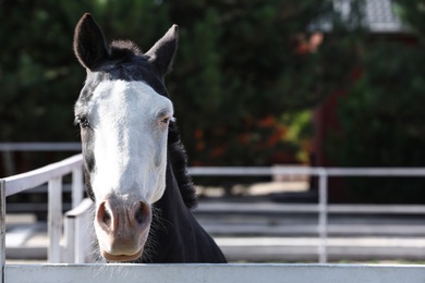 Photo of Splashed white horse at light fence outdoors