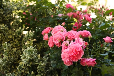 Beautiful blooming rose bush outdoors on sunny day