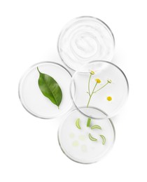 Petri dishes with different plants isolated on white, top view